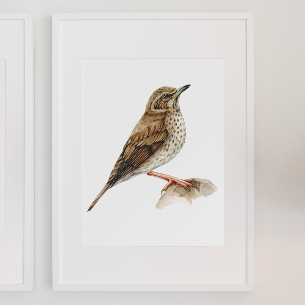 Song Thrush Bird Wall Art Watercolor Illustration Print Poster Card Unframed - Picture 3 of 7